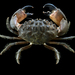 Mangrove Stone Crab - Photo (c) Ondřej Radosta, some rights reserved (CC BY-NC), uploaded by Ondřej Radosta
