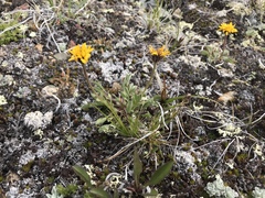 Erigeron aureus