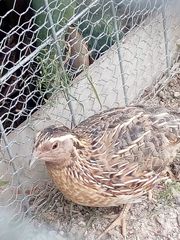 Coturnix japonica