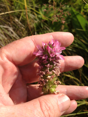 Sidalcea oregana spicata