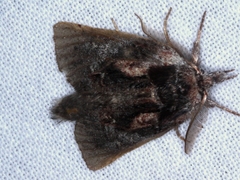 Gallaba eugraphes