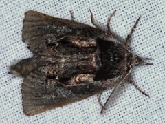 Gallaba eugraphes