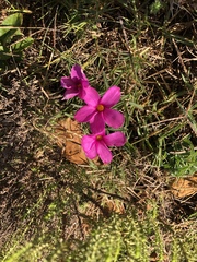 Oxalis ciliaris
