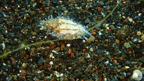 Vexillum exasperatum observed 2024-09-15