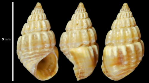 Alvania discors