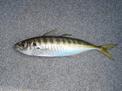 Trachurus novaezelandiae
