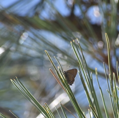 Callophrys spinetorum