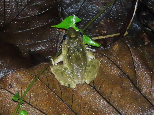 Limnonectes acanthi observed 2024-10-08