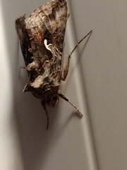 Noctuidae