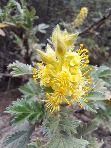 Image of Chechebush by (c) Noeleen du Toit, some rights reserved (CC BY-SA)