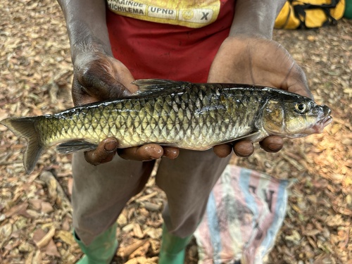 Upper Zambezi yellowfish (Labeobarbus codringtonii) — Cyprinidae — 2