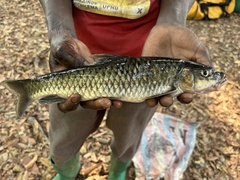 Upper Zambezi Yellowfish photo 2