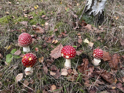 Fly agaric