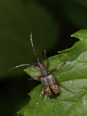 Evodinus clathratus
