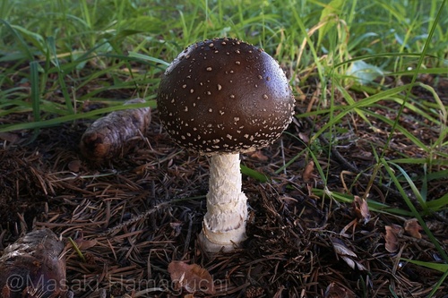 Amanita ibotengutake