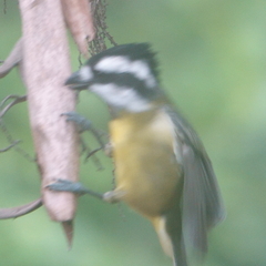 Falcunculus frontatus