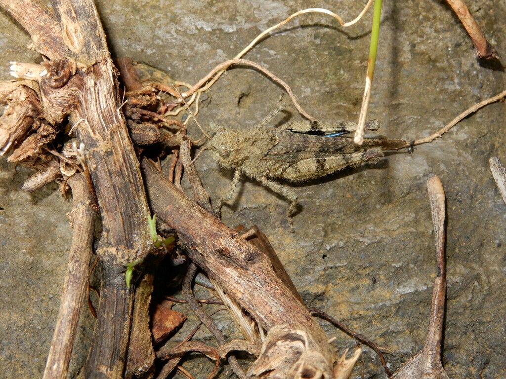 Pternoscirta sauteri