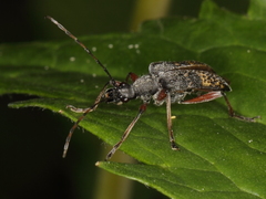 Evodinus clathratus