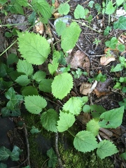 Lamium galeobdolon montanum