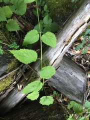 Lamium galeobdolon montanum