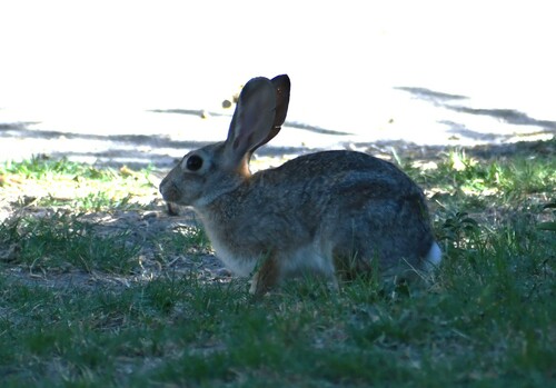 iNaturalist observation 2024-09-26