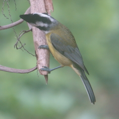 Falcunculus frontatus