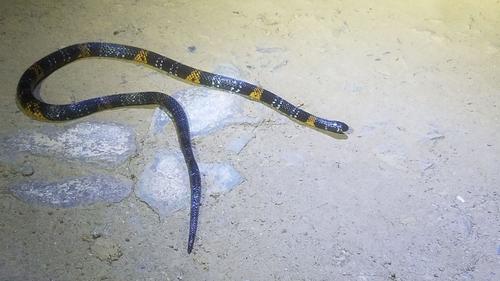 Elegant Coralsnake