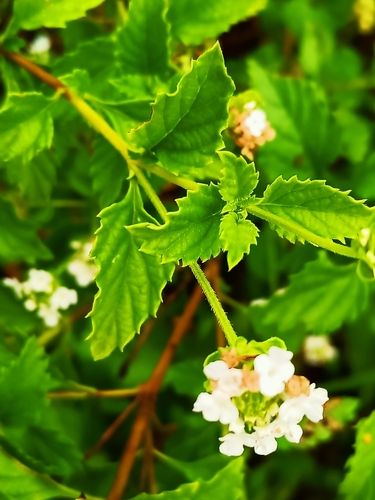 Image of Lantana achyranthifolia by (c) José Gerardo Velasco, some rights reserved (CC BY-SA)