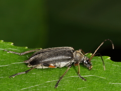 Cortodera femorata