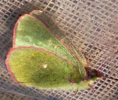 Colias behrii