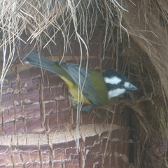 Falcunculus frontatus