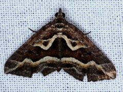 Melitulias graphicata