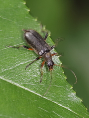 Cortodera femorata