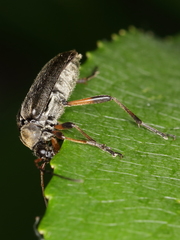 Cortodera femorata