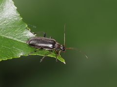 Cortodera femorata