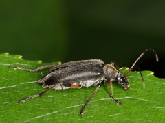 Cortodera femorata
