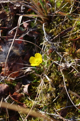 Ranunculus nivalis