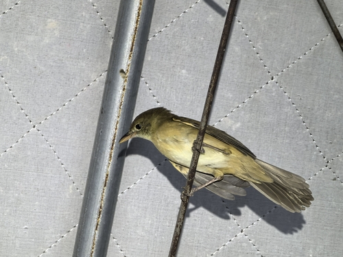 Thick-billed Warbler