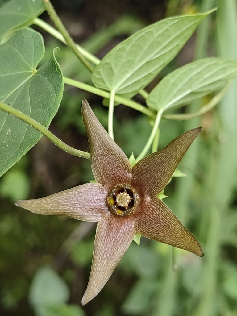 Polystemma horconesense