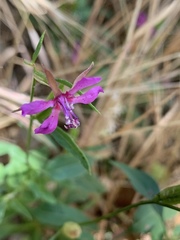 Clarkia rhomboidea