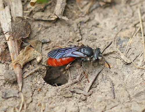 Representative image of Sphecodes