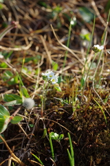 Draba cinerea
