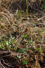 Micranthes hieraciifolia