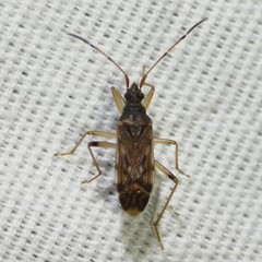 Ozophora salsaverdeae