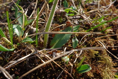 Micranthes hieraciifolia