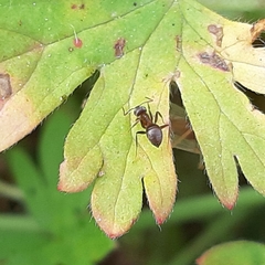 Lasius