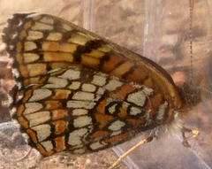 Chlosyne whitneyi