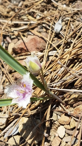 Image of Calochortus coeruleus by (c) Peter Brastow, some rights reserved (CC BY)