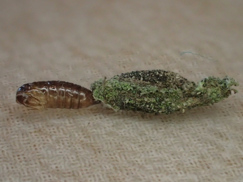 Lichen Case-bearer