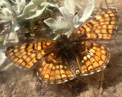 Chlosyne whitneyi